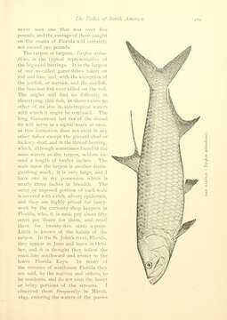 Image of tarpons