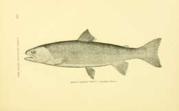 Image of Dolly Varden