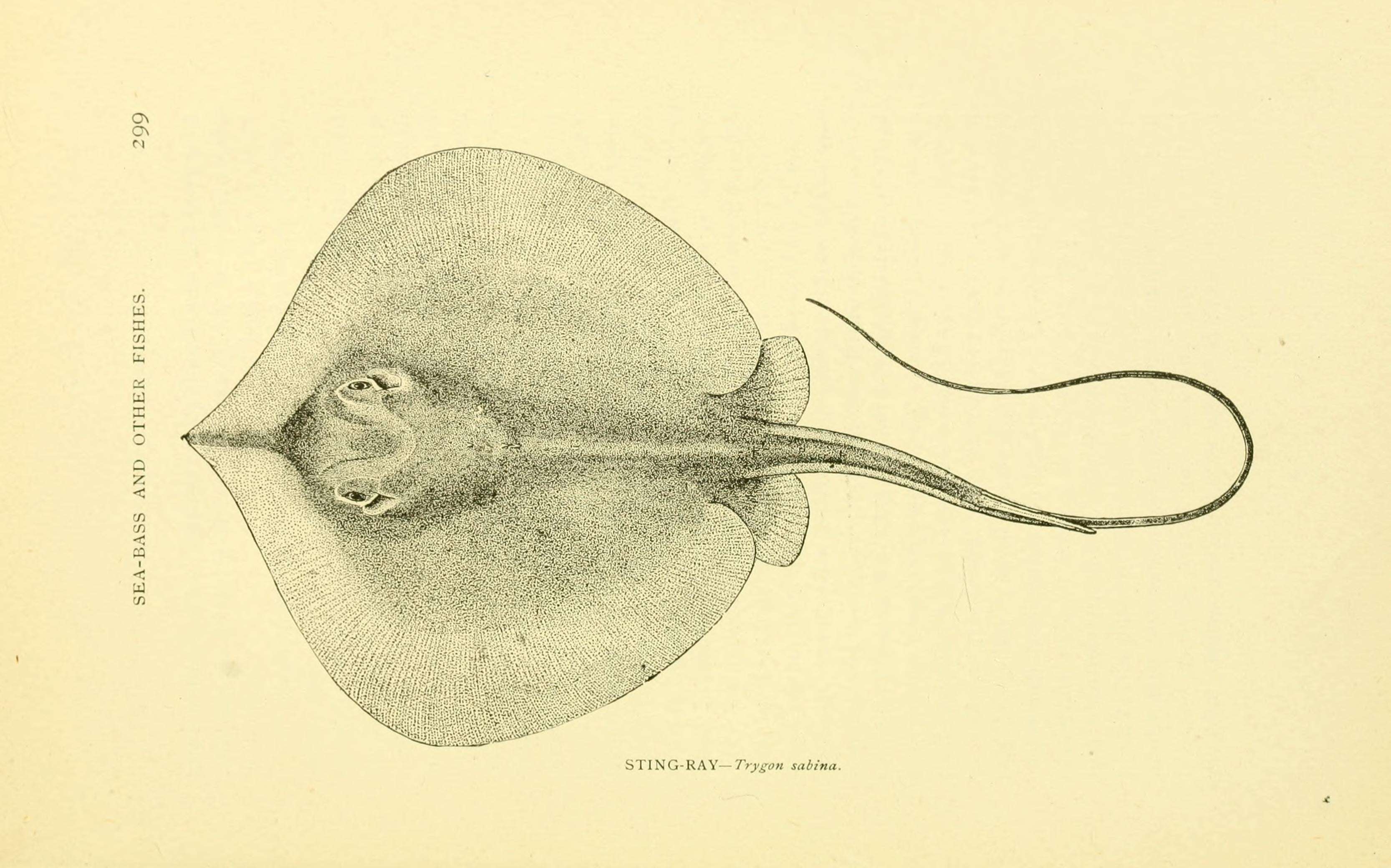 Image of Atlantic Stingray