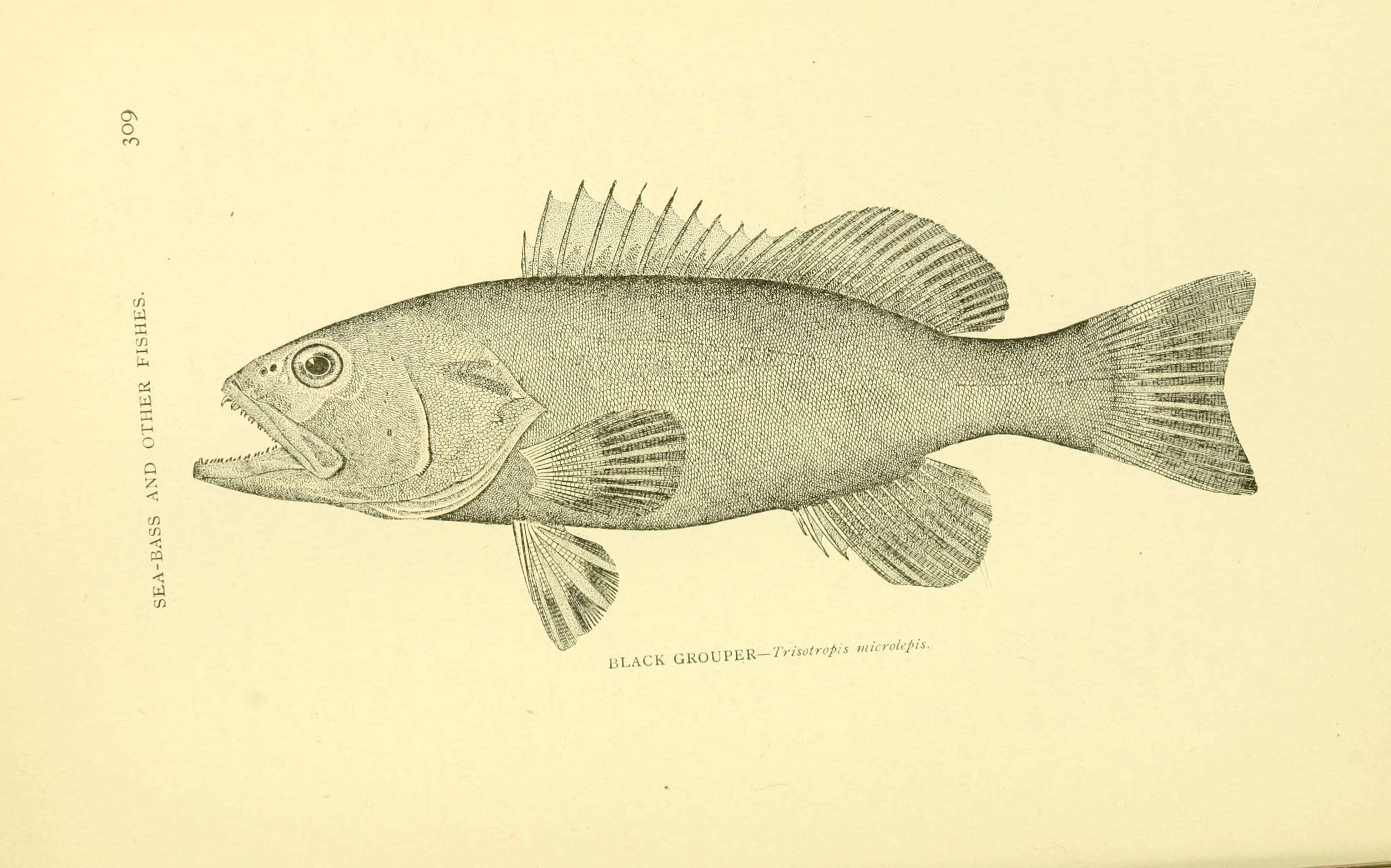 Imagem de Mycteroperca microlepis (Goode & Bean 1879)