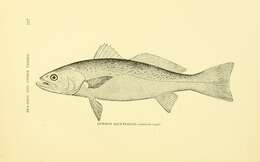 Image of Gray weakfish