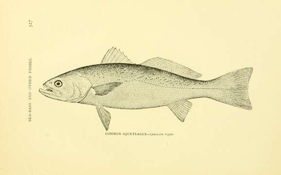 Слика од Cynoscion regalis (Bloch & Schneider 1801)