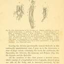 Image of Echinorhynchus