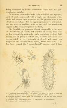 Image of Twelve-Scaled worm