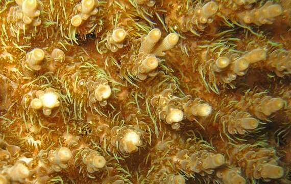 Image of Staghorn coral