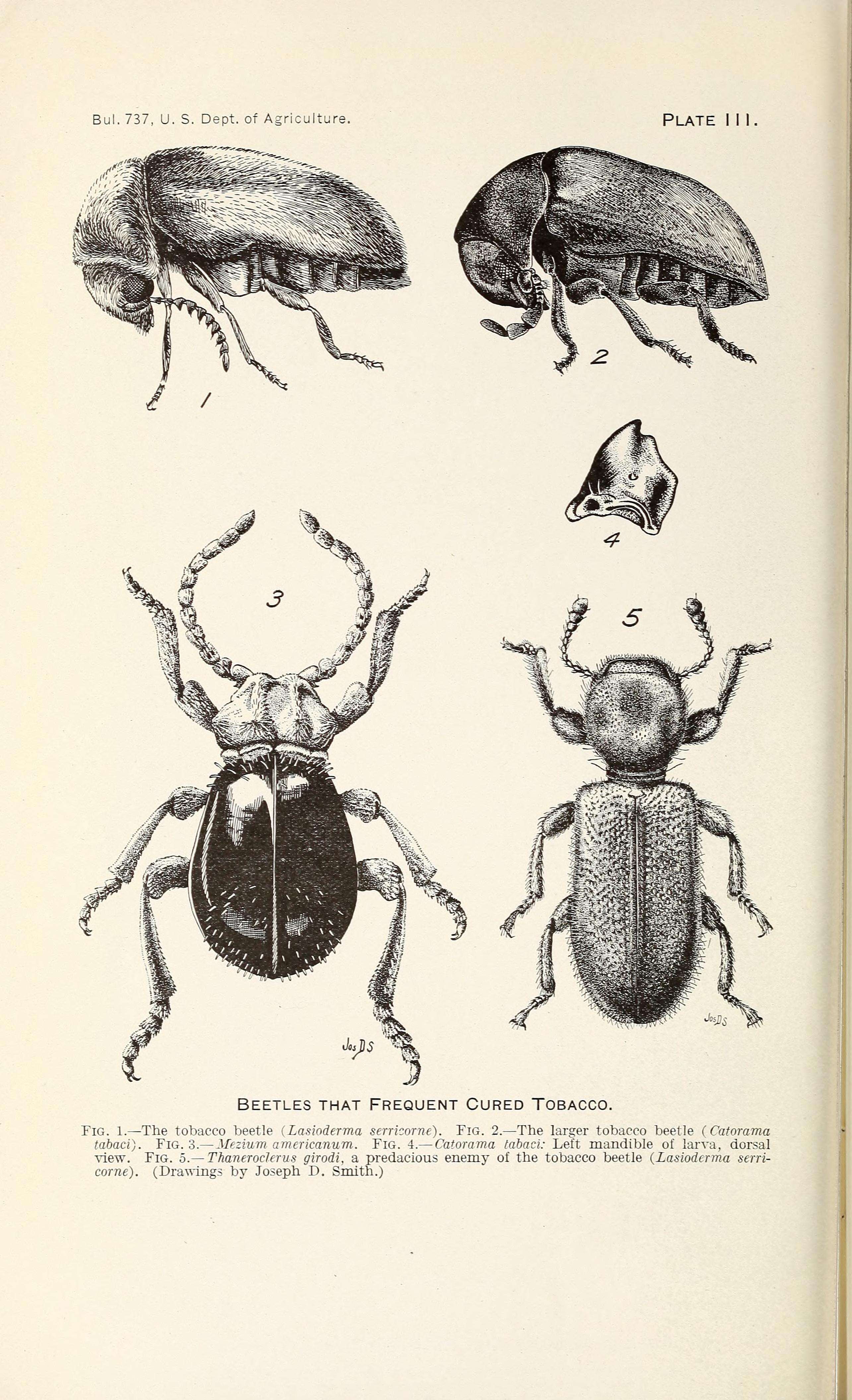 Image of cigarette beetle