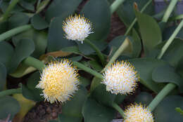 Imagem de Haemanthus albiflos Jacq.