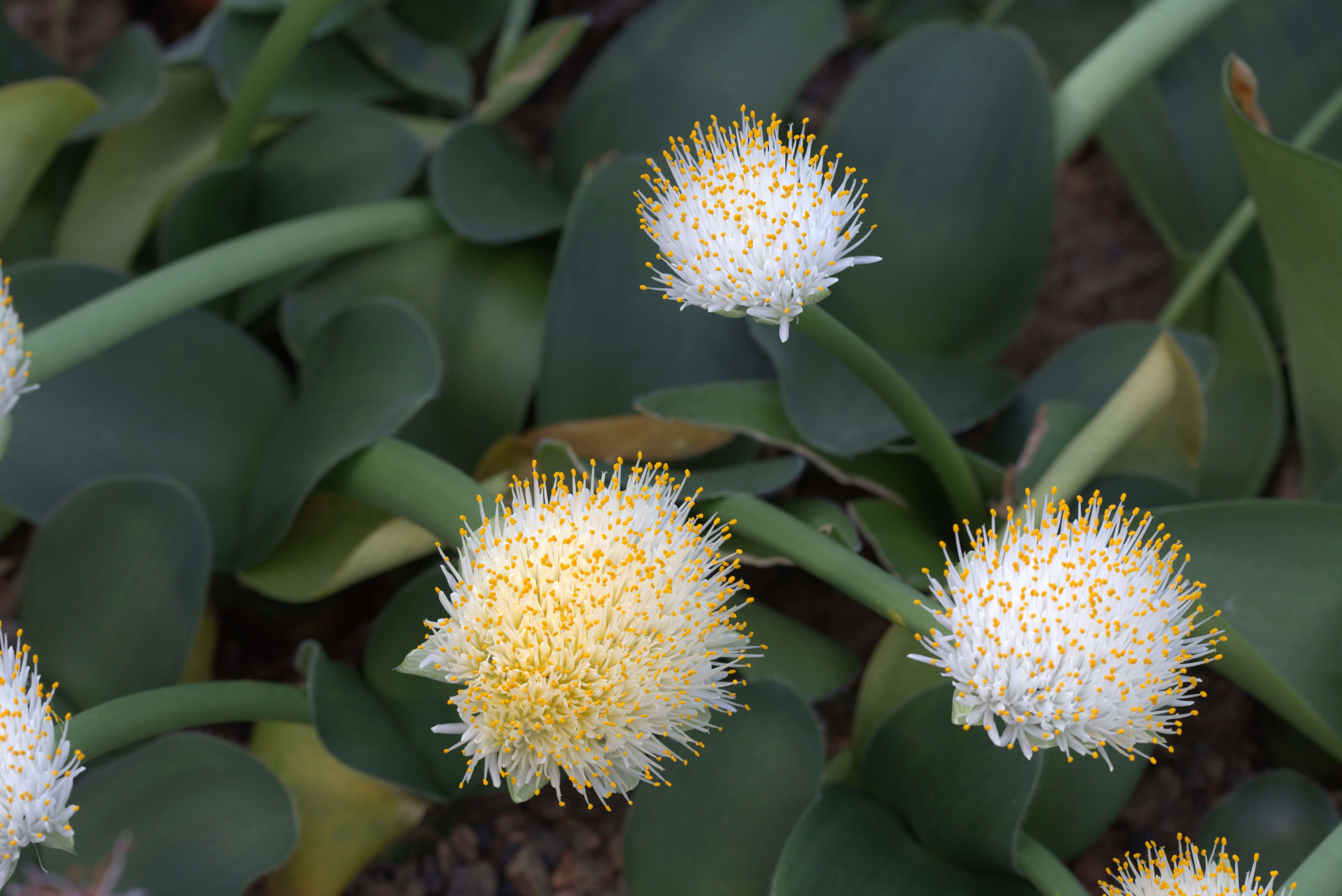 Imagem de Haemanthus albiflos Jacq.