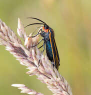 Imagem de Ctenucha venosa Walker 1854