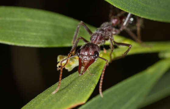 Image of bull ant