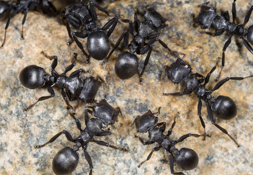 Cephalotes atratus (Linnaeus 1758) resmi