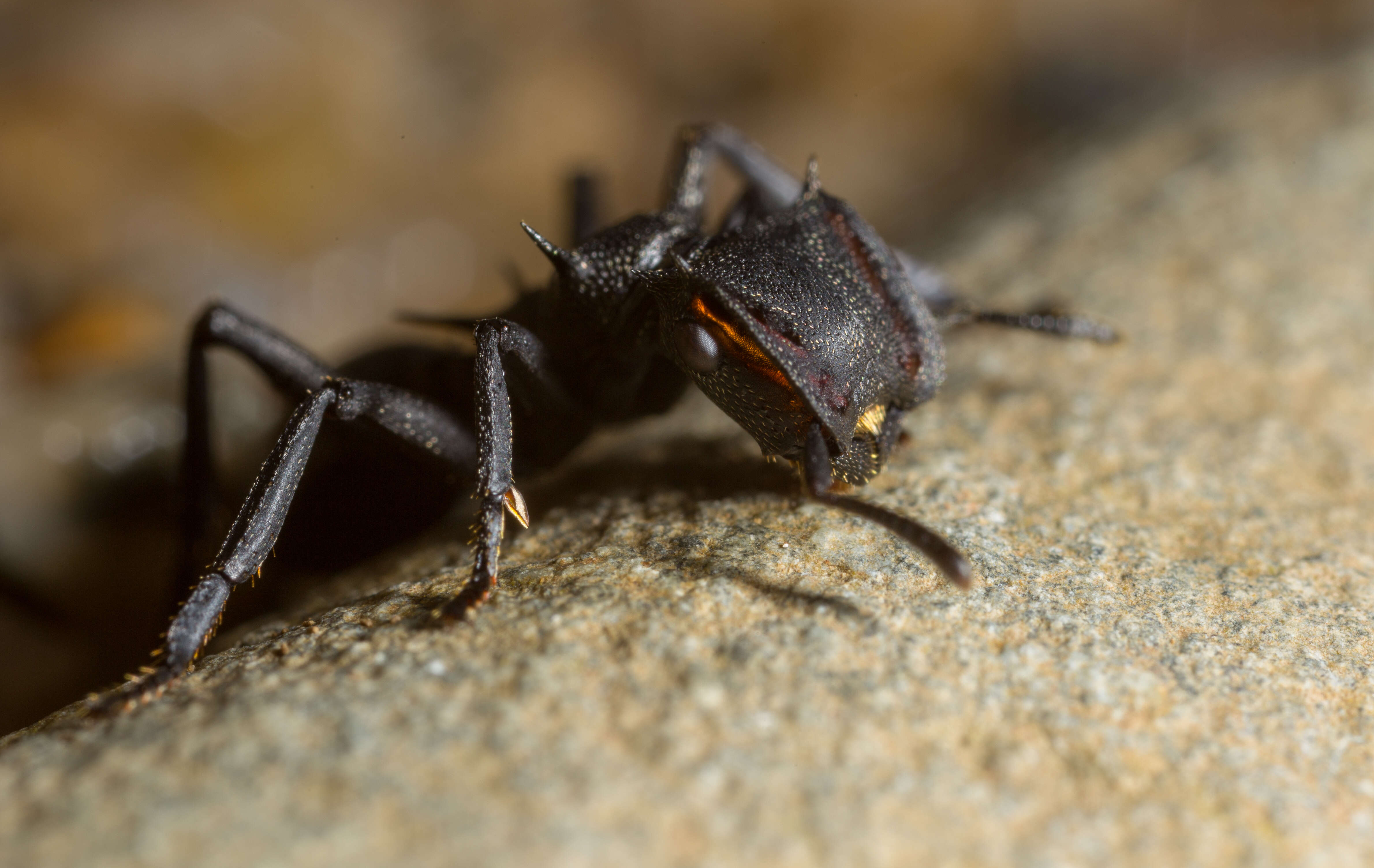 Cephalotes atratus (Linnaeus 1758) resmi