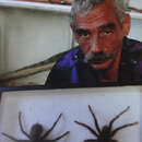 Image of Pinkfoot Goliath Birdeater Tarantula