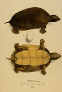 Image of Big-headed Amazon River Turtle
