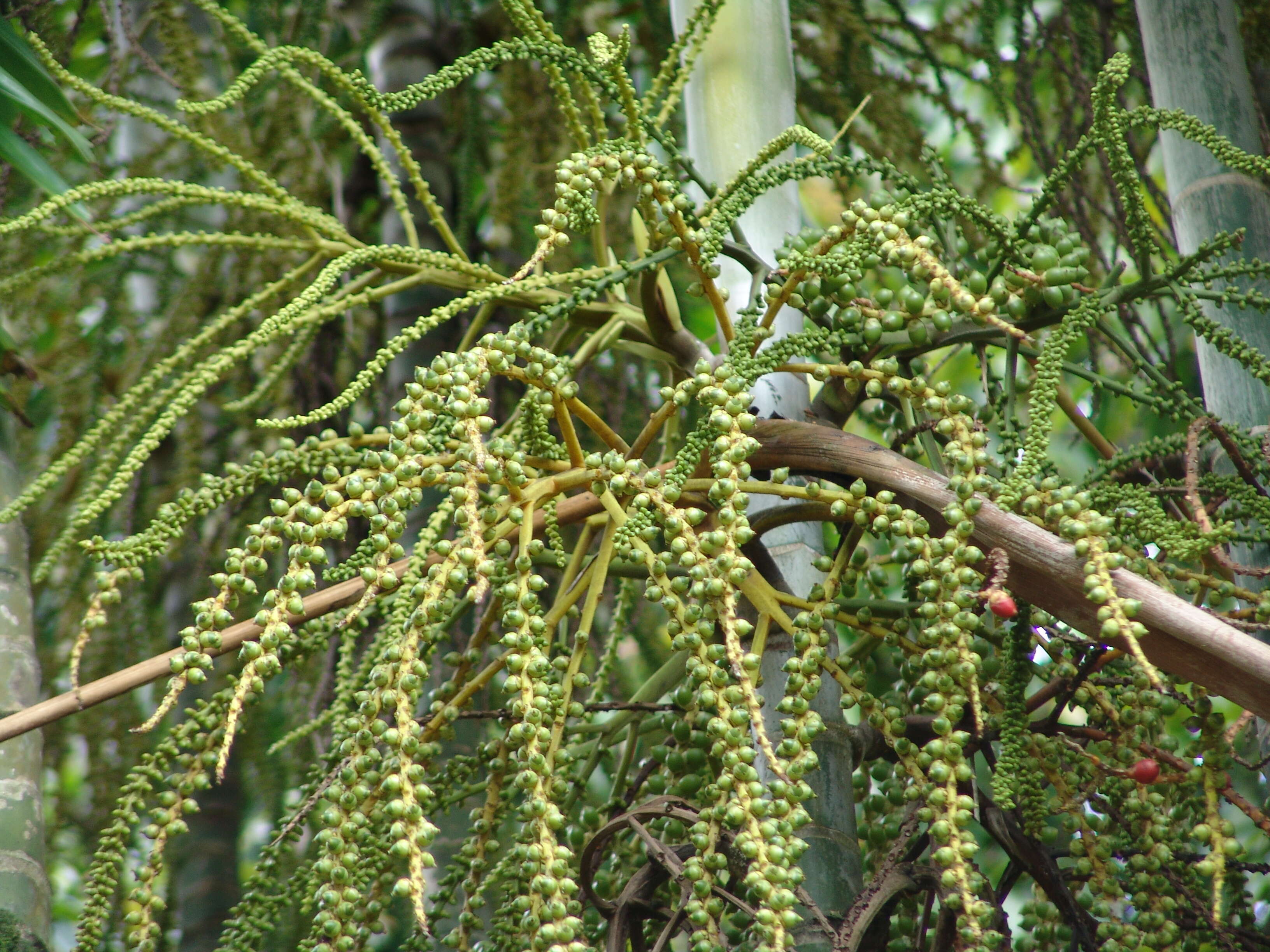 Image of Macarthur Palm