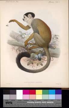 Image of Black-crowned Central American Squirrel Monkey