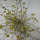 Imagem de Tanacetum microphyllum DC.