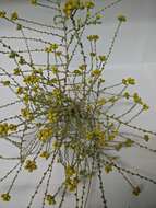 Imagem de Tanacetum microphyllum DC.