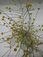 Imagem de Tanacetum microphyllum DC.