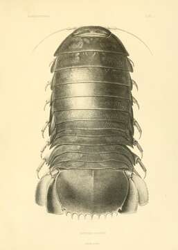 Image of Giant Isopods