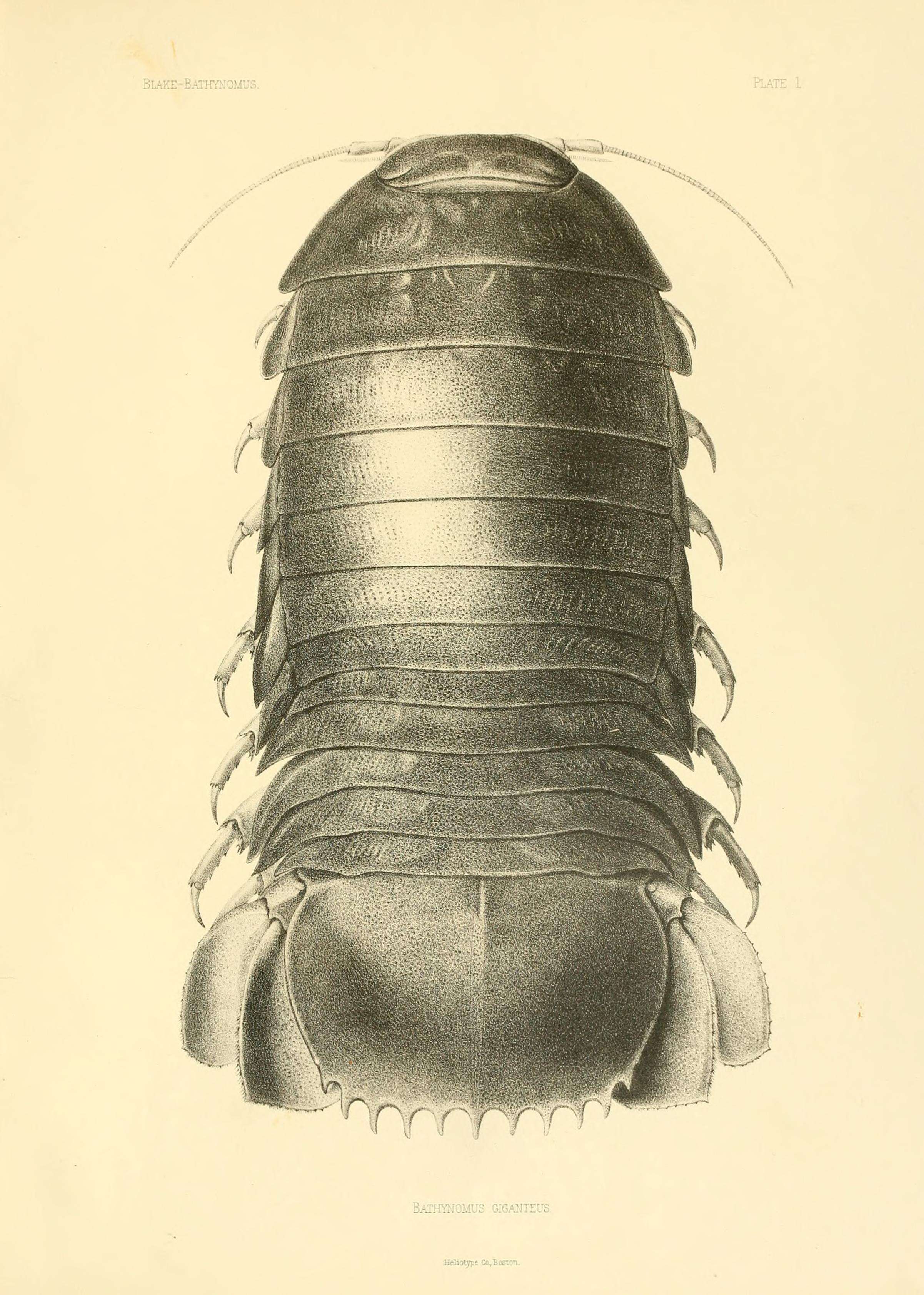 Image de Bathynomus A. Milne-Edwards 1879