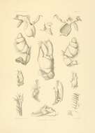 Image de Bathynomus A. Milne-Edwards 1879