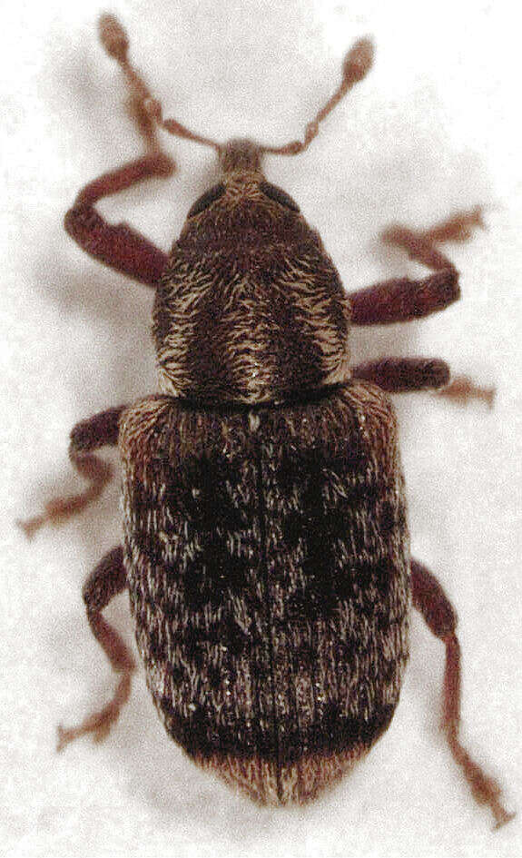 Image de Peristoreus flavitarsis