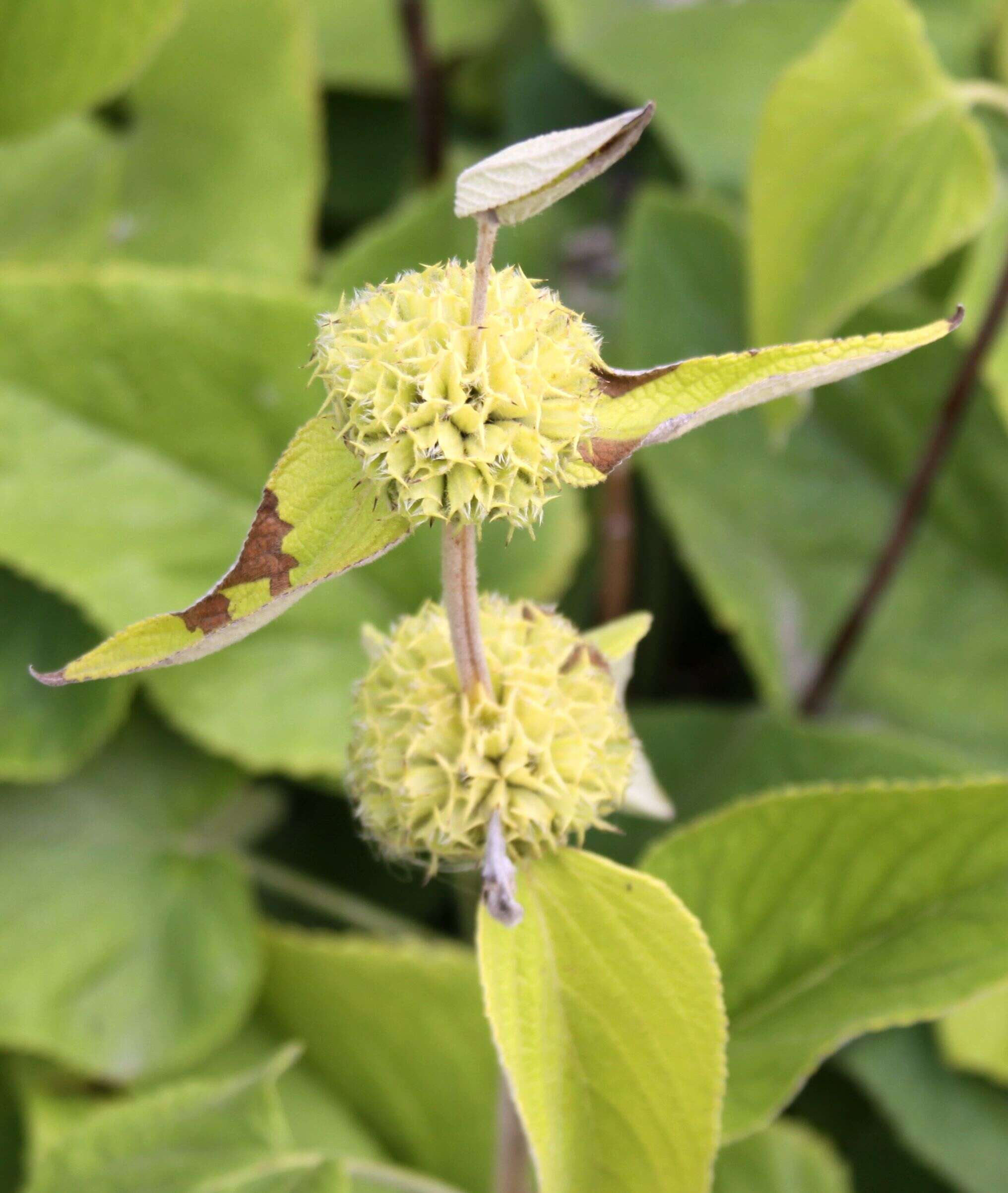 Sivun Phlomis russeliana (Sims) Lag. ex Benth. kuva