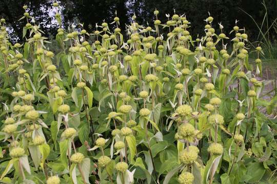 Image of Phlomis russeliana (Sims) Lag. ex Benth.