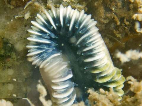 Image of Lowridge cactus coral