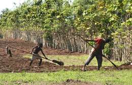 Imagem de Oryza glaberrima Steud.