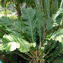 Image of Anthurium crassinervium (Jacq.) Schott