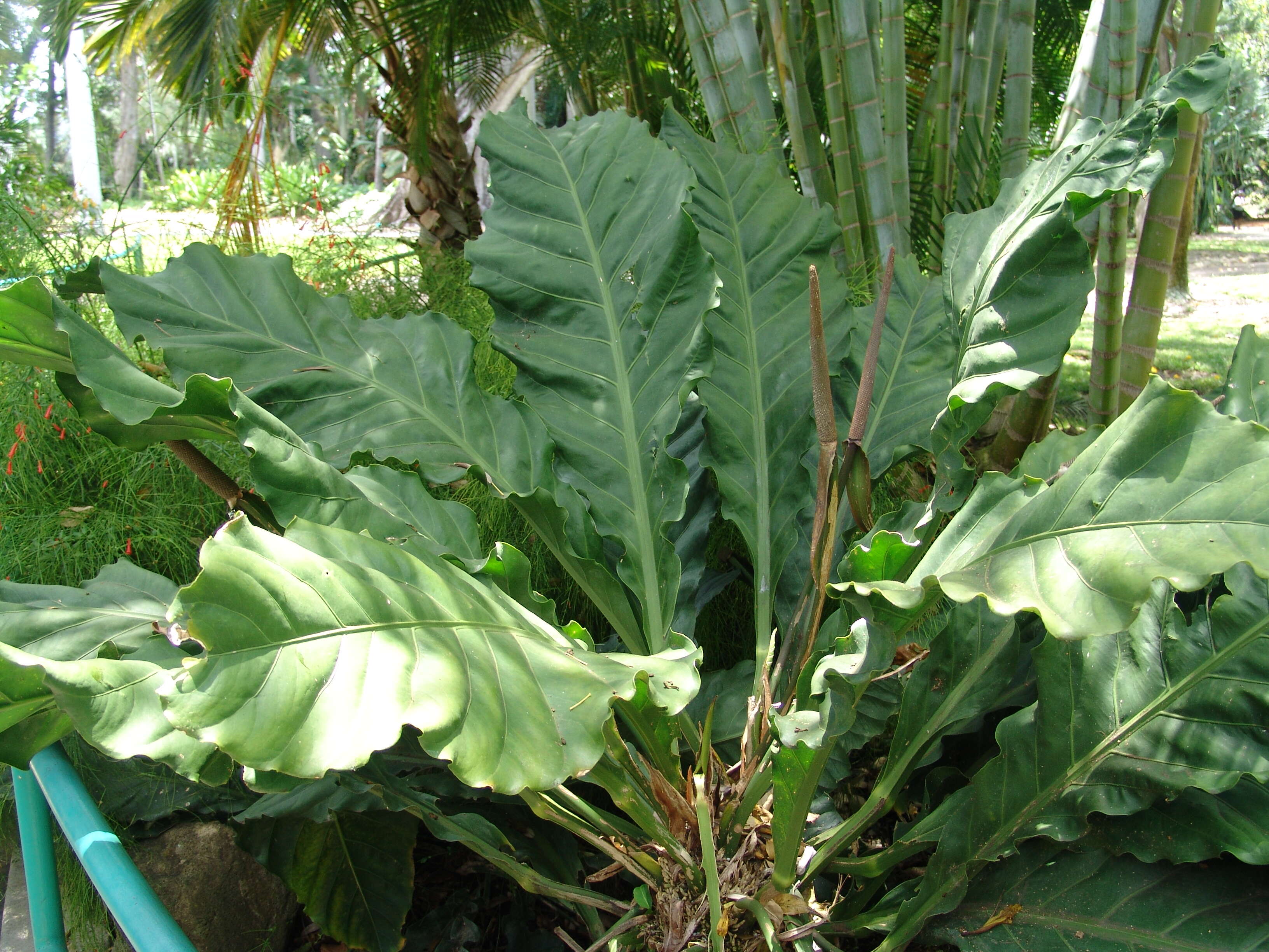 Image of Anthurium crassinervium (Jacq.) Schott