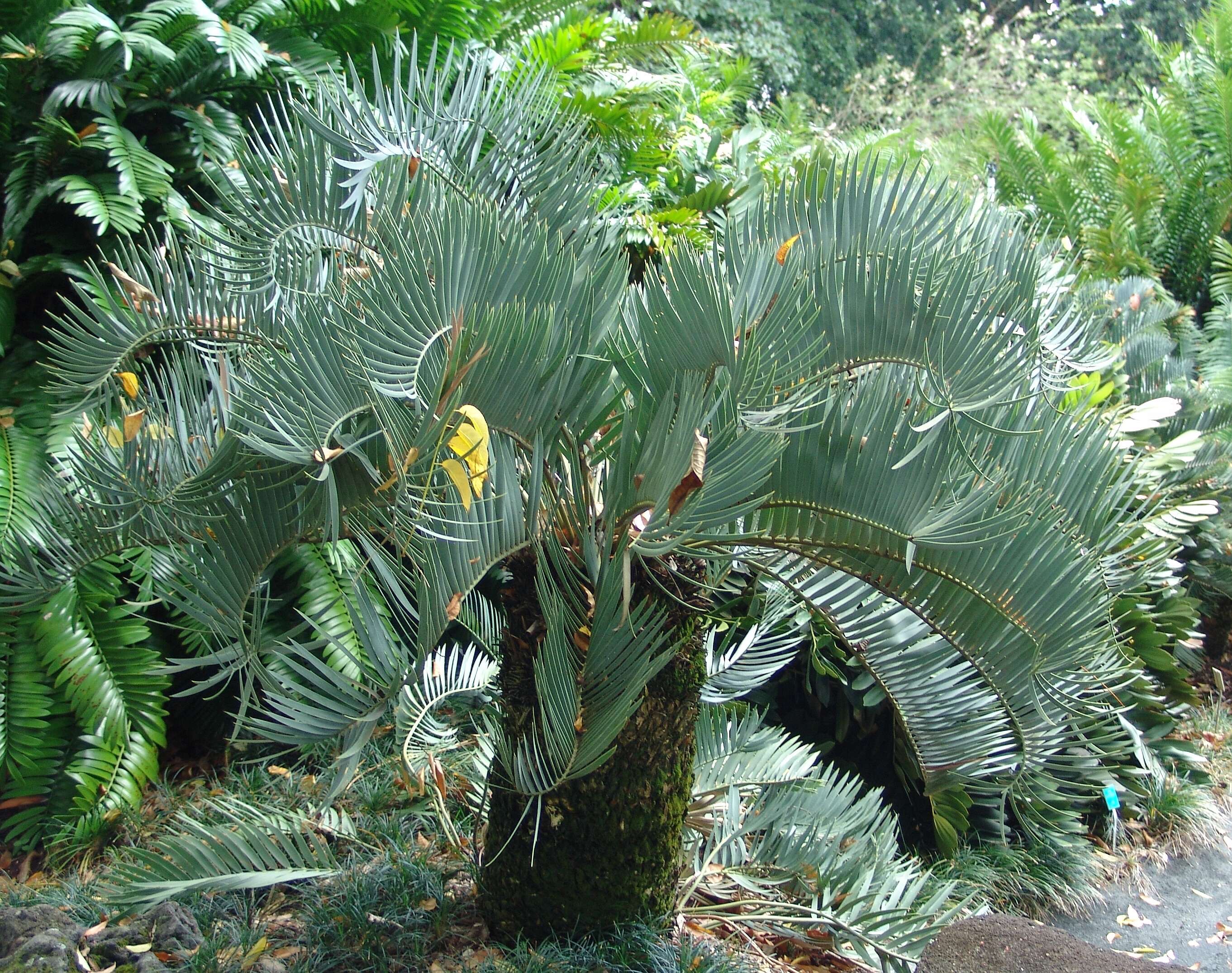 Image of Waterberg Cycad