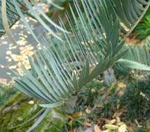 Image of Waterberg Cycad