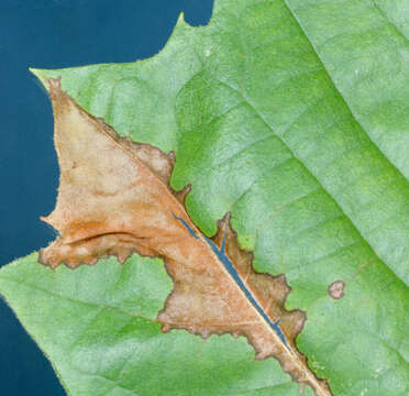 Image of Plane anthracnose