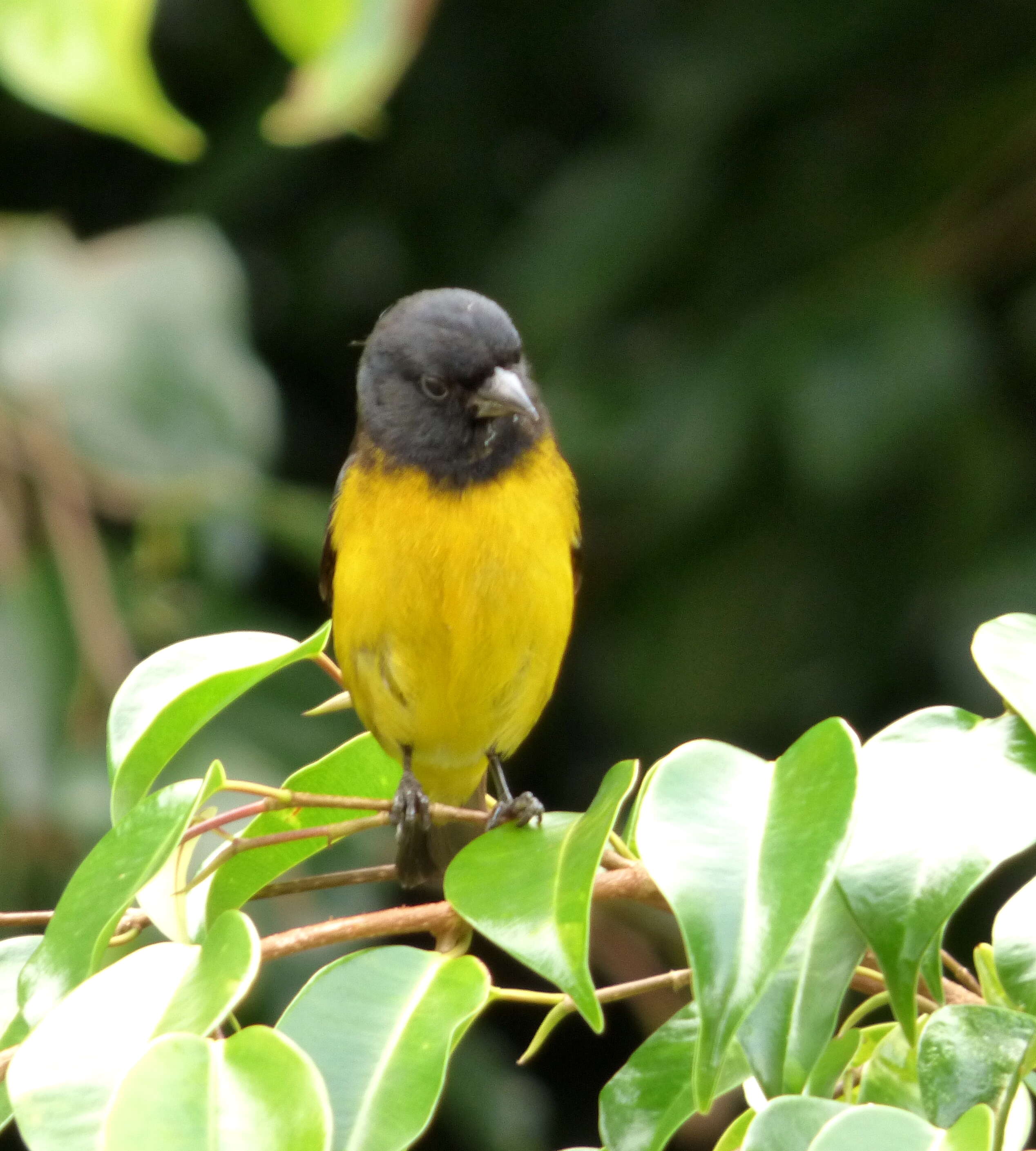 Image of Yellow-bellied Siskin