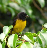 Image of Yellow-bellied Siskin