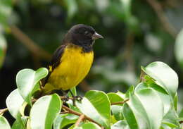 Image of Yellow-bellied Siskin