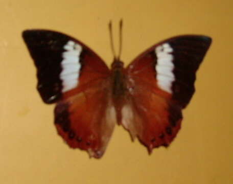 Image of Charaxes bupalus Staudinger 1889