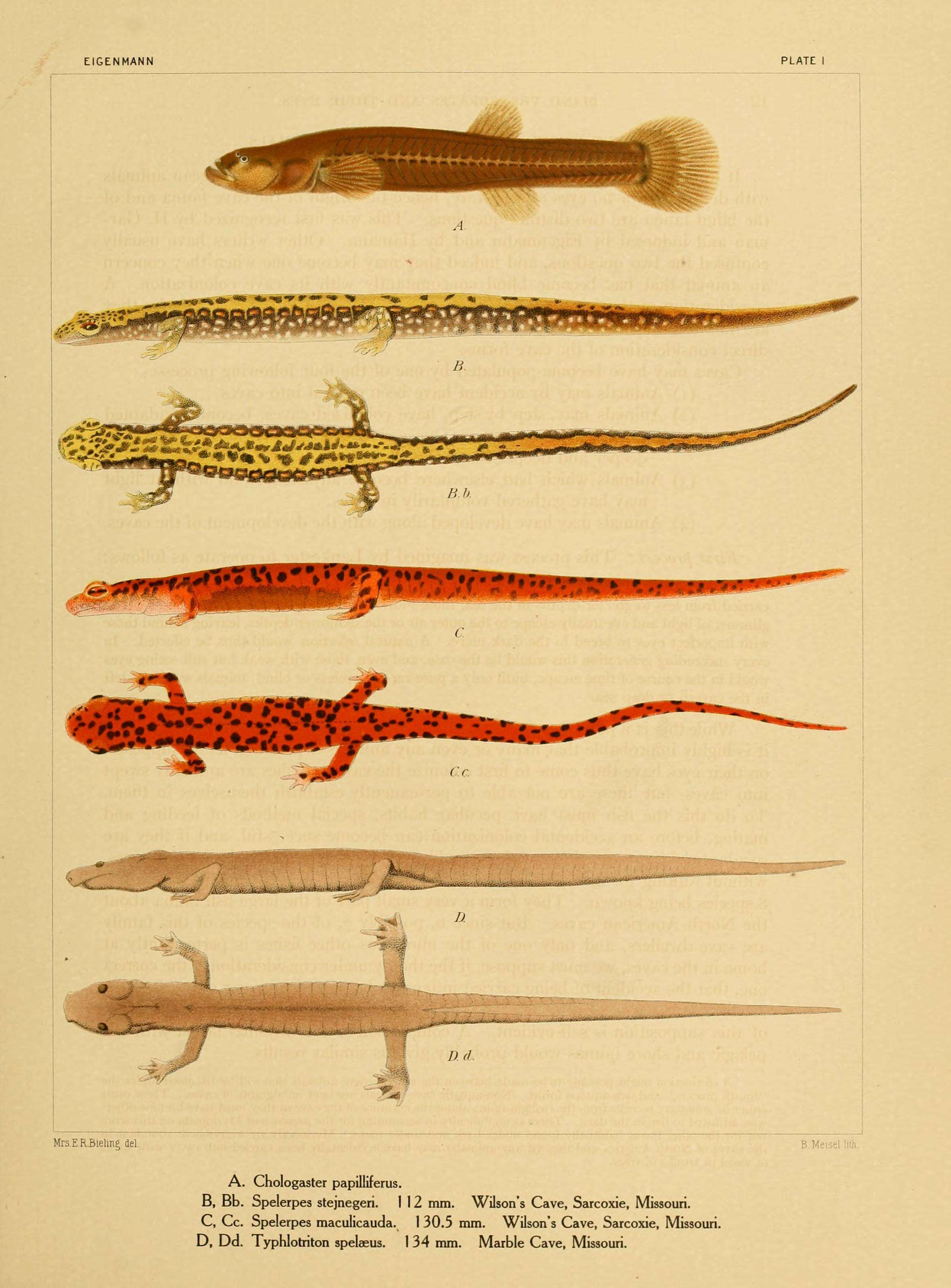 Image de Eurycea longicauda (Green 1818)