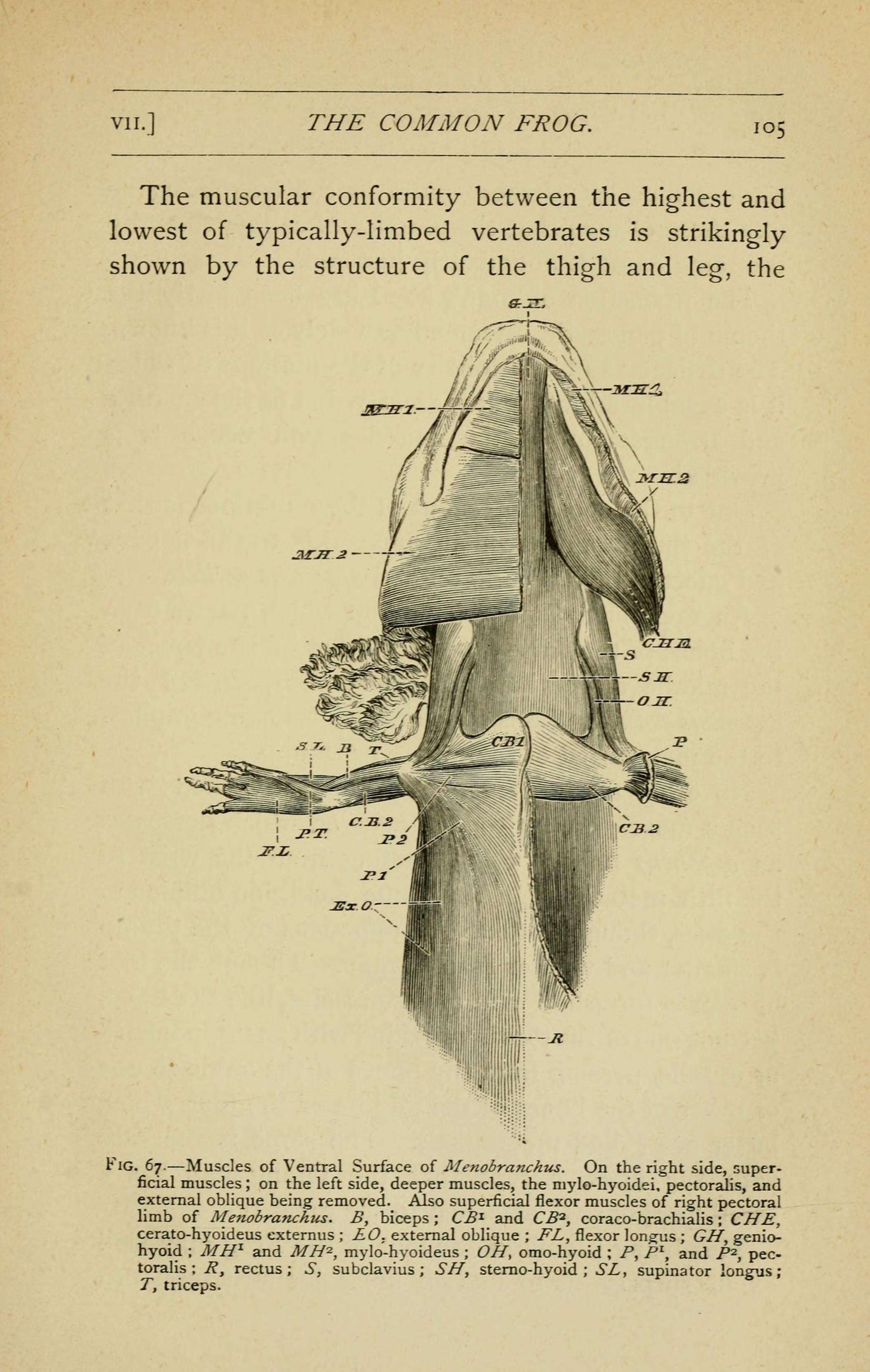 Image of Common mudpuppy