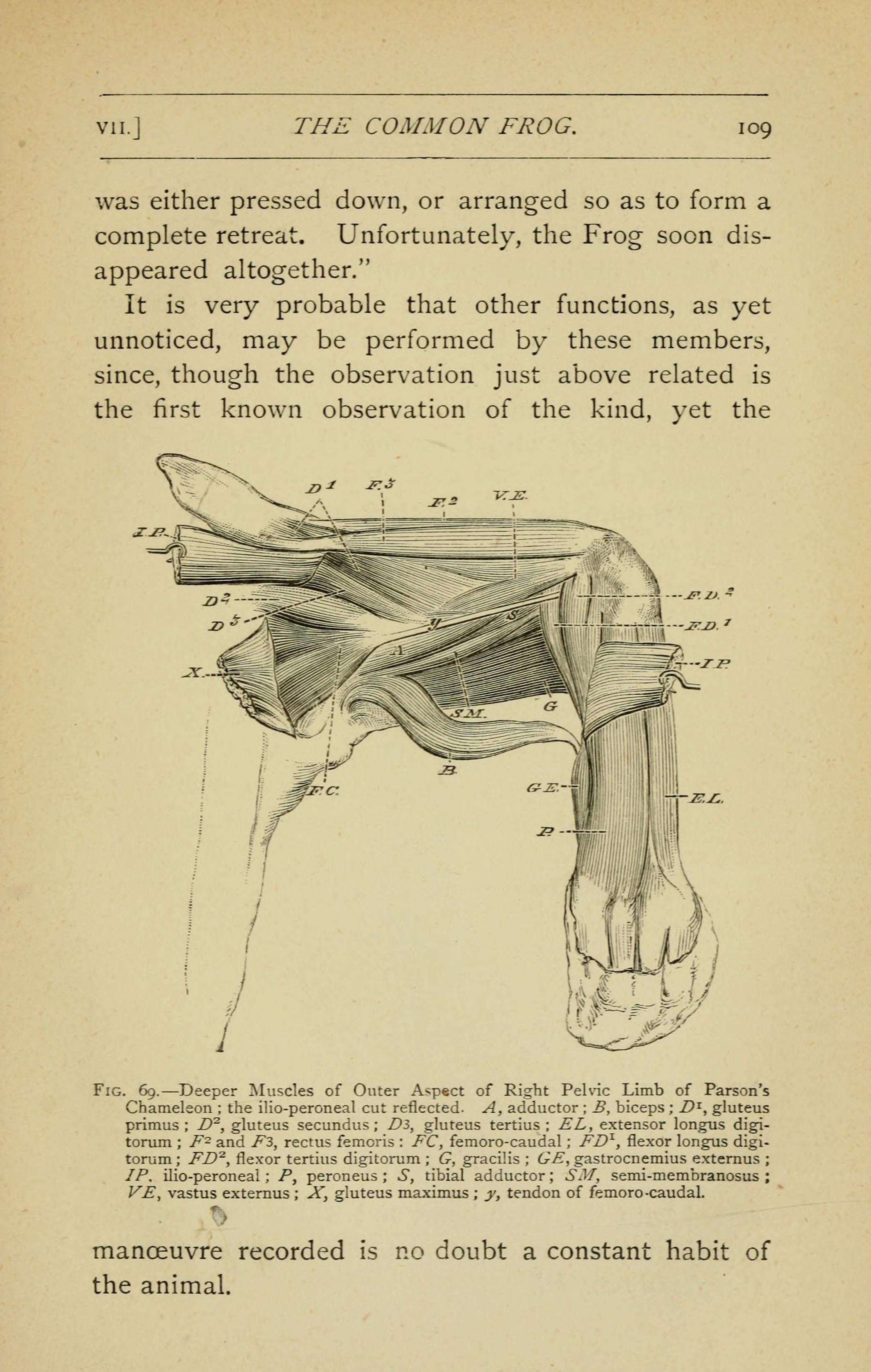 Image of Parson's Chameleon