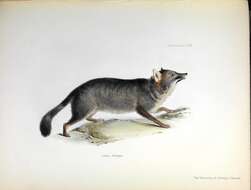 达尔文狐狼的圖片