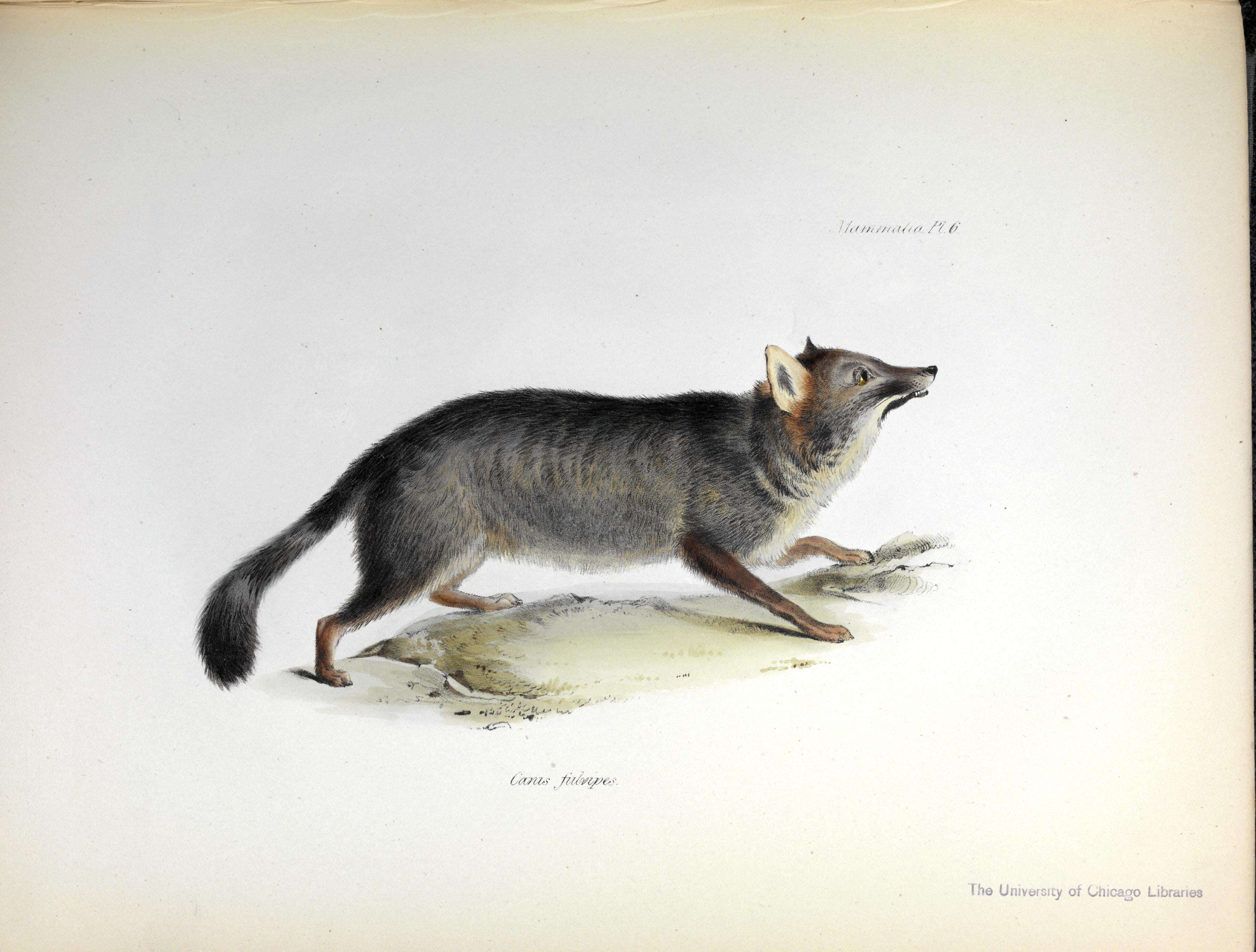 Image of Darwin's Fox