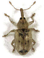 Image de Peristoreus