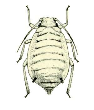 Image of Aphid