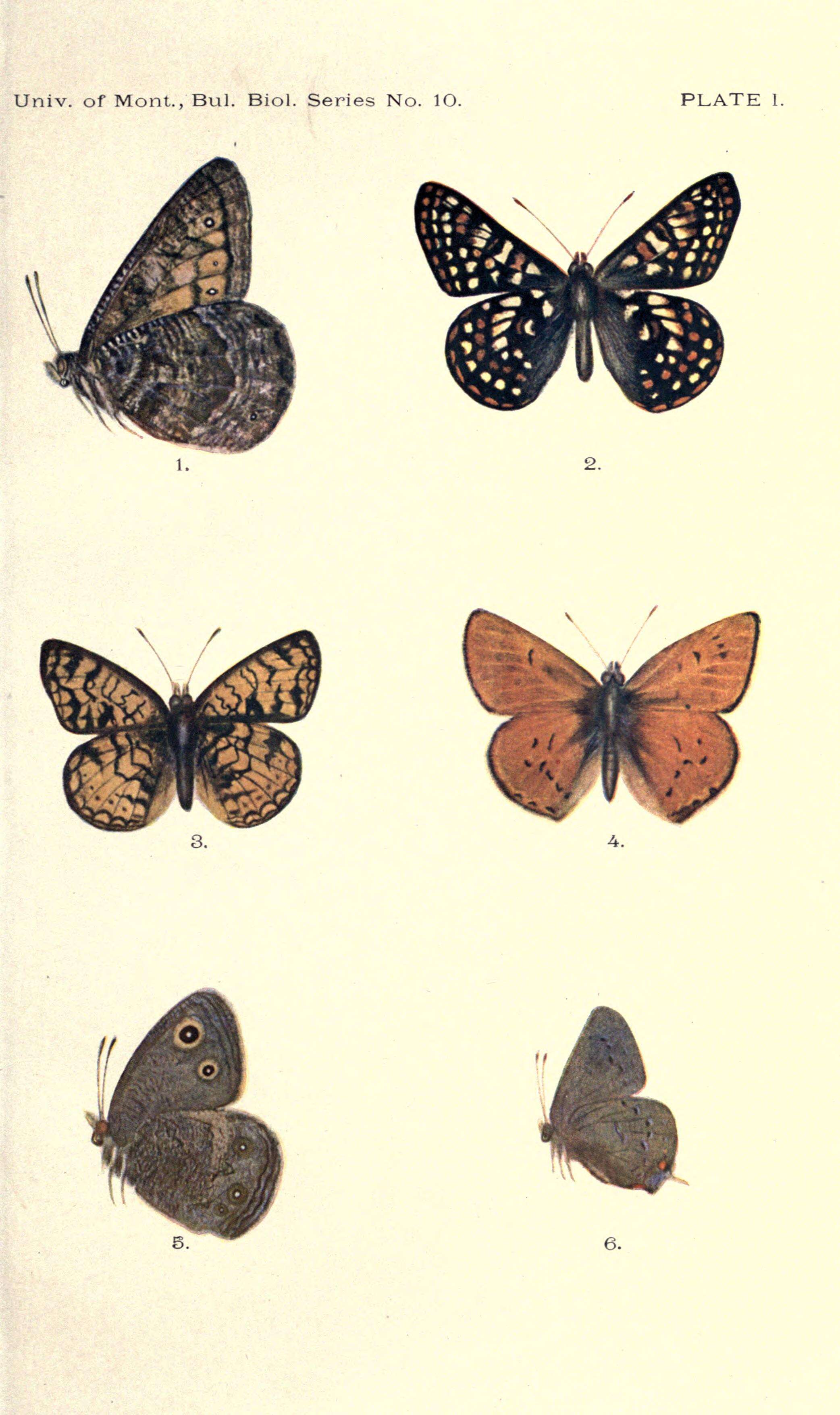 Image of Phyciodes mylitta