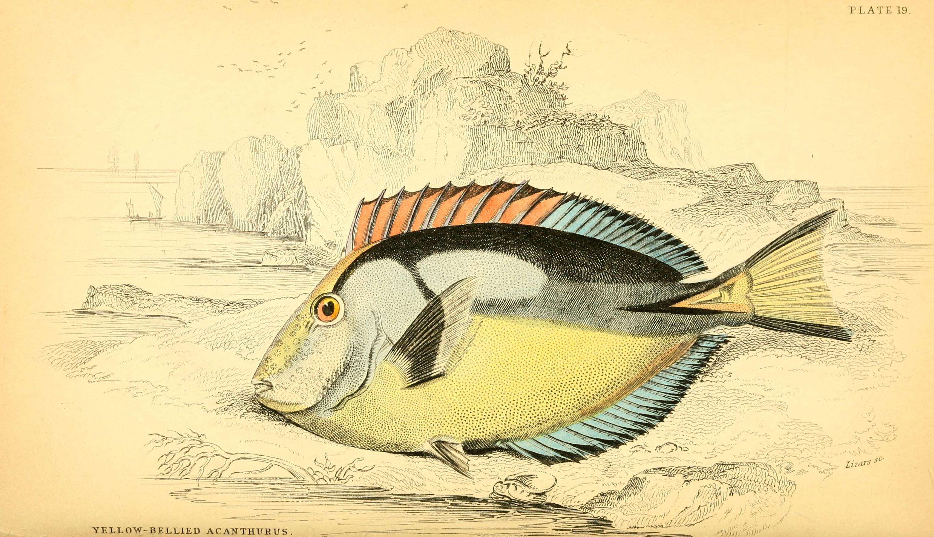 Image of Paracanthurus