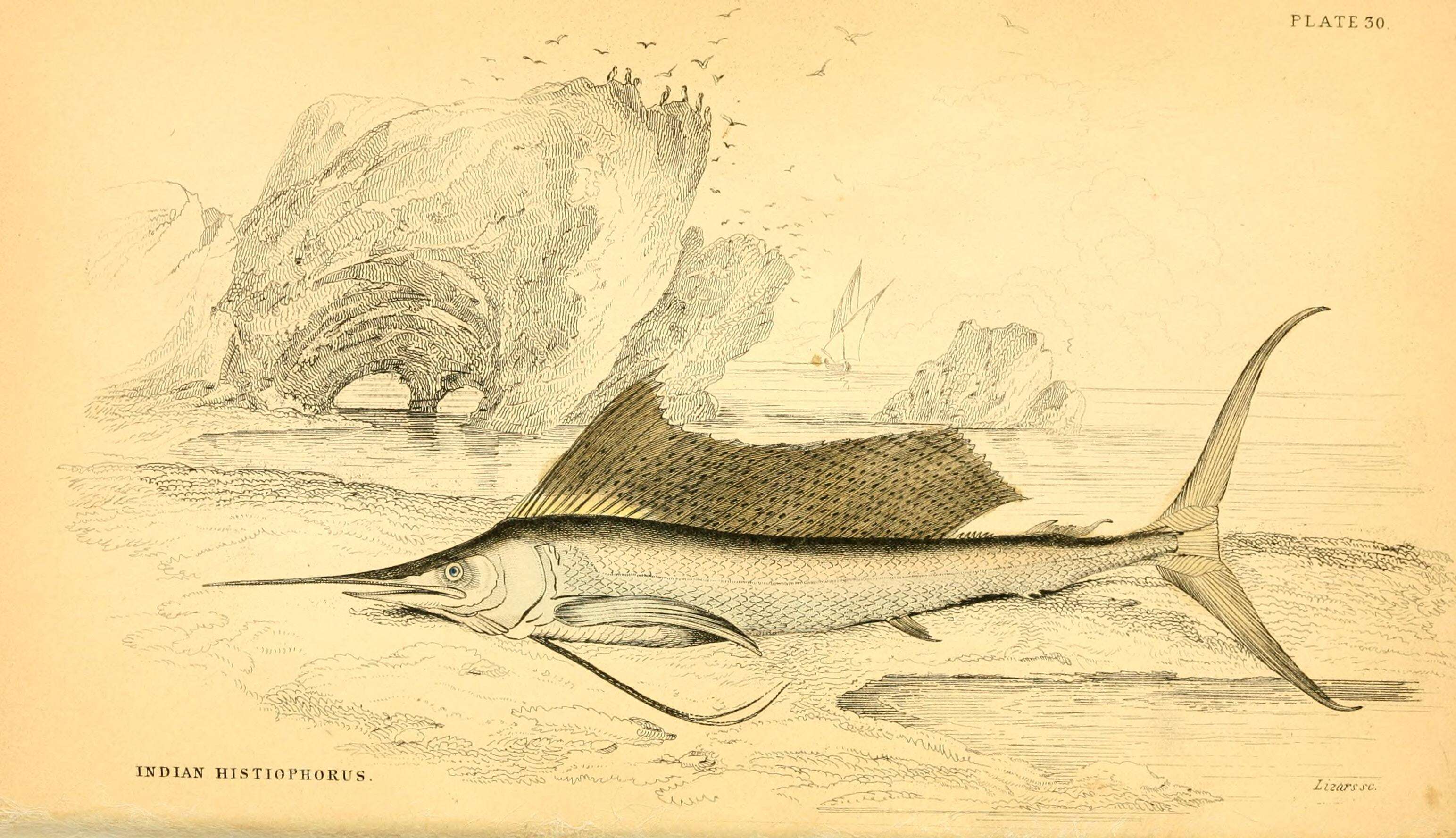 Image of Indo-Pacific sailfish